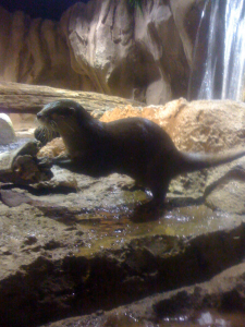 otter
